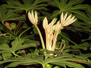 5C32BD10-1F01-4B67-B30D-C46374CA81FA/L0/001