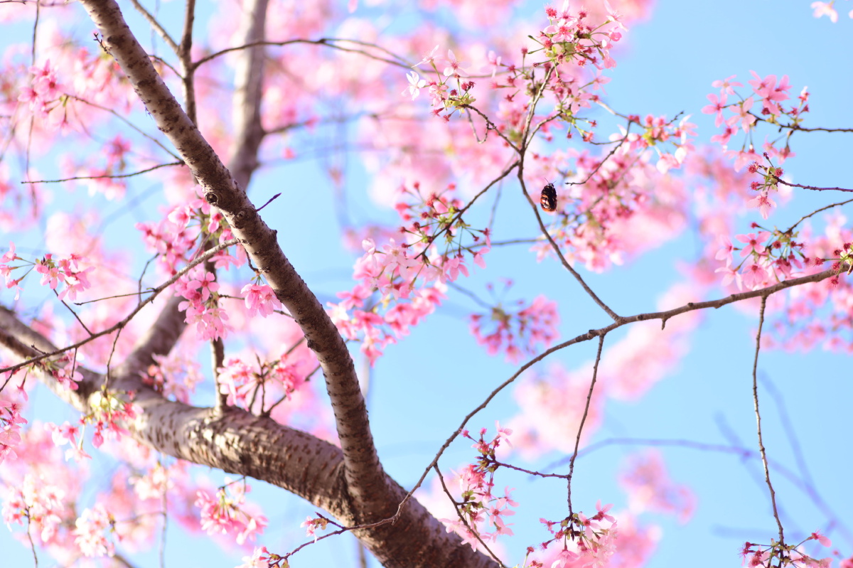 樱花季福州龙台山生态园里的樱花园很有日系的感觉