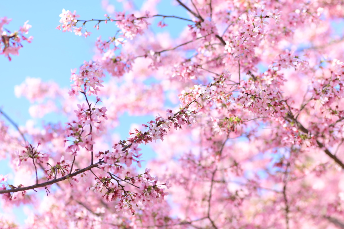 樱花季福州龙台山生态园里的樱花园很有日系的感觉