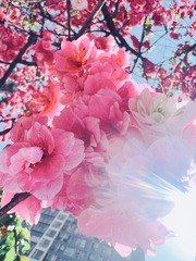 B45885A7-B619-43F8-9E68-A788AF433BCD/L0/001