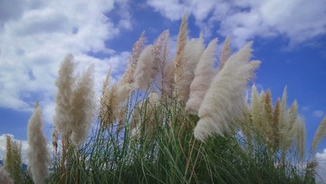 FF0C8D0F-D733-41C2-BB2D-7E2FC25C912A/L0/001