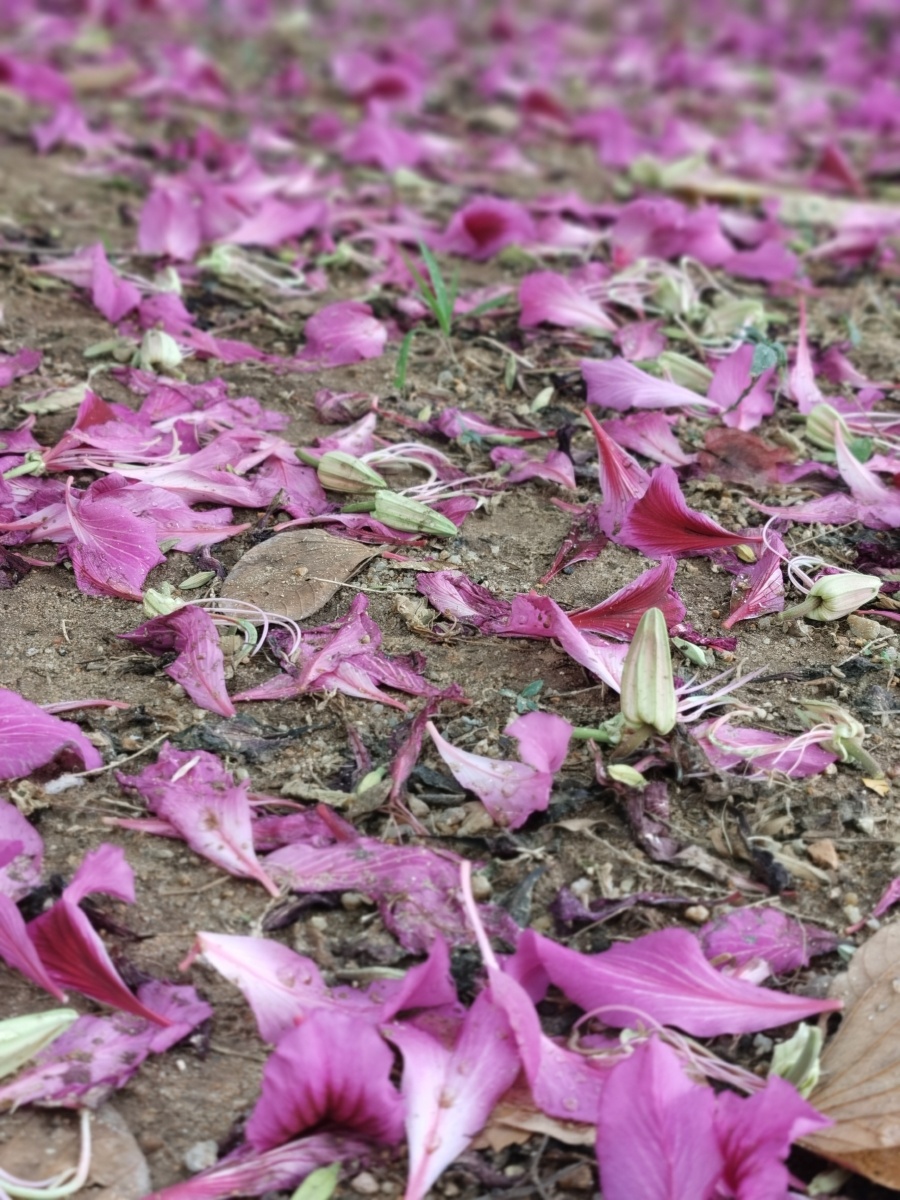 紫荆花零落成泥碾作尘只有香如故