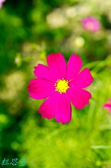 IMGP0310.JPG