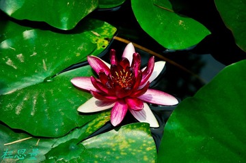 IMGP0415.JPG