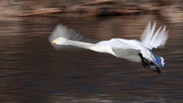 76555