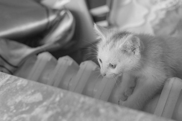 _DSC0335.jpg