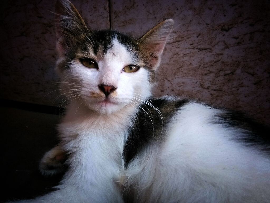 逛菜市场，见一只黑白相间的流浪猫优雅地躺卧在卖菜的水泥台角，静看着菜市场熙熙攘攘的过往人群。