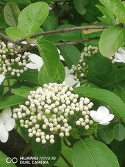 956