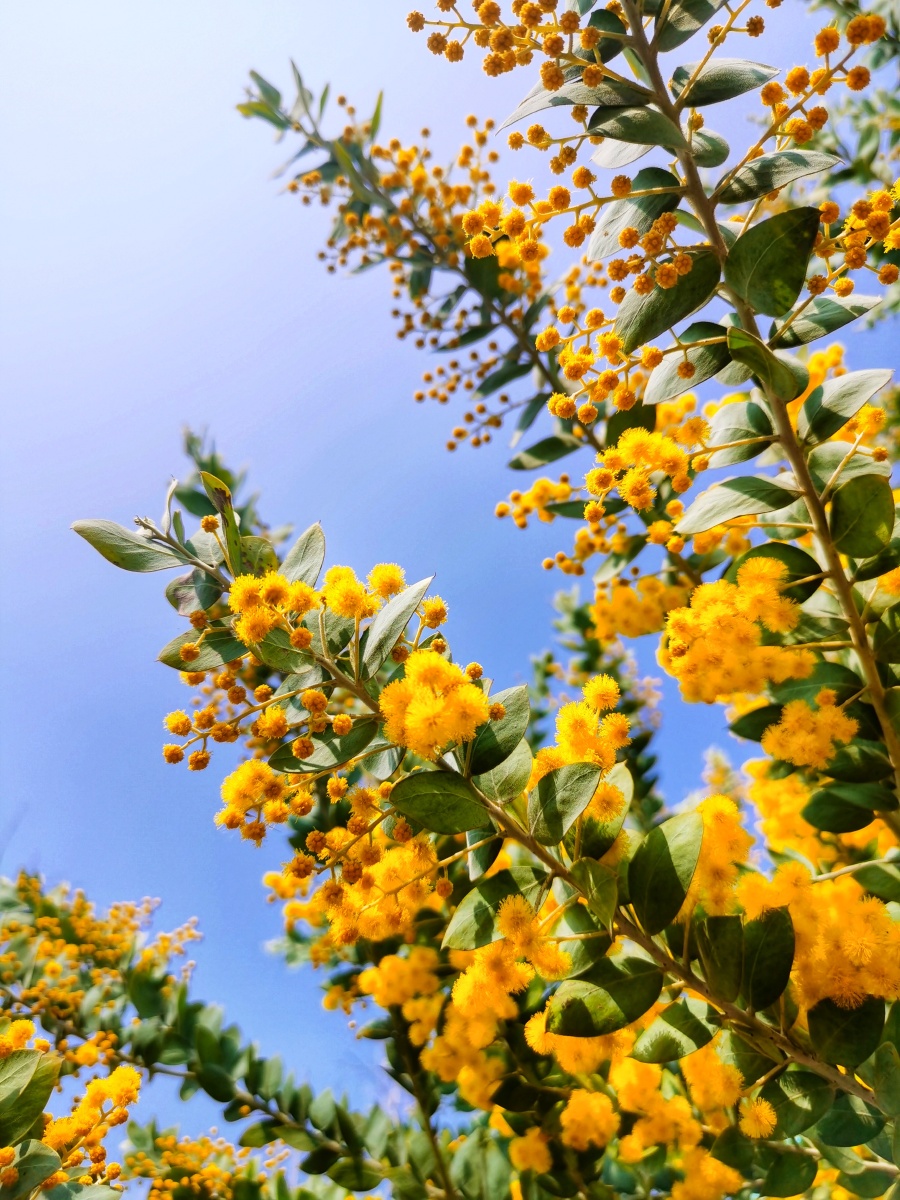 珍珠金合欢,多么美妙的名字,它的花语是稍纵即逝的快乐!