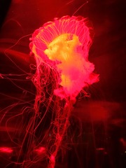 A7861781-530A-4D27-860C-85E3CA648535/L0/001