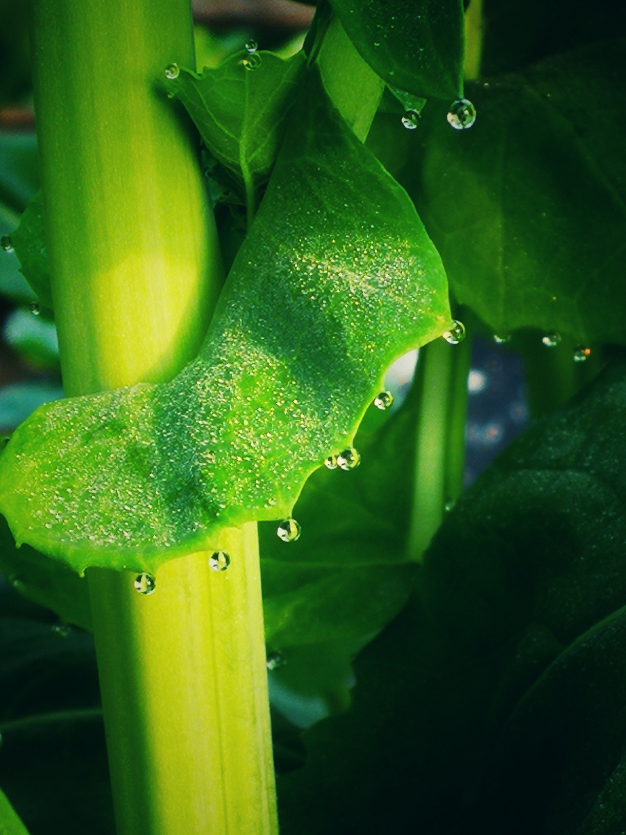 油菜叶上的精灵