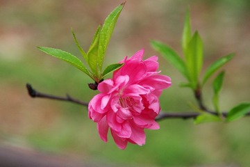 IMGP9064.jpg