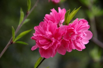 IMGP9067.jpg