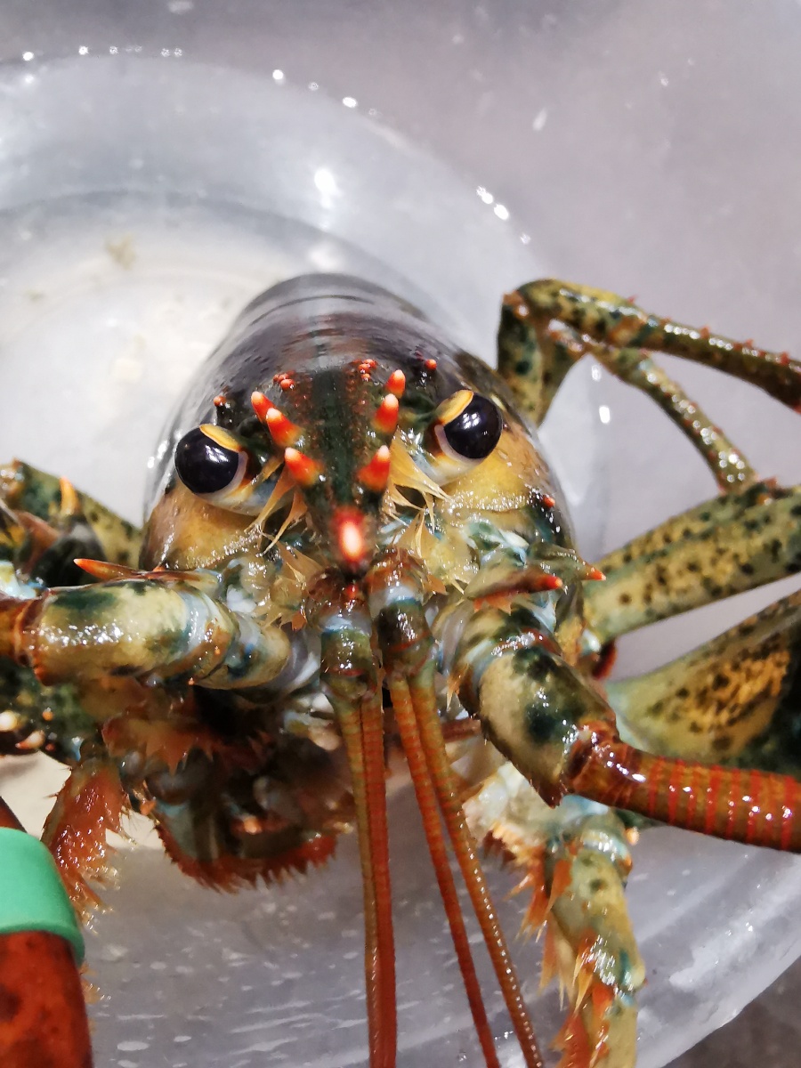 lobster英国大龙虾