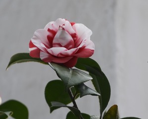 6B0DF0A3-924C-4646-B321-522B2546DDAA/L0/001