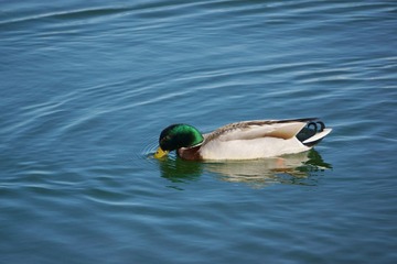 DSC01018.jpg