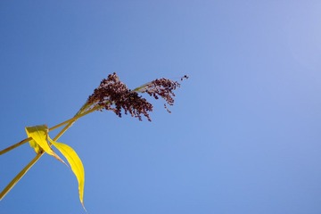 DSC02433.jpg