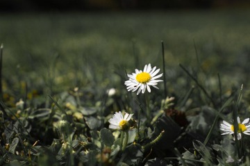 DSC02440-2.jpg