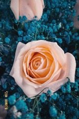 733835D9-3507-4B14-8FED-7FA35916FA32/L0/001