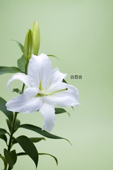 50BC6092-61C1-44BD-B870-2C56E4A83EC0/L0/001