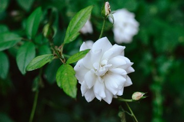 DSC_3712.jpg
