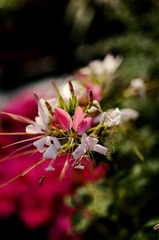 DSC_3775.jpg