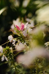 DSC_3778.jpg