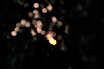 DSC_6785.JPG