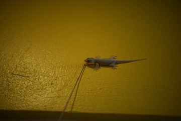 _DSC0553_