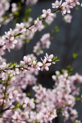 IMG_9333.jpg
