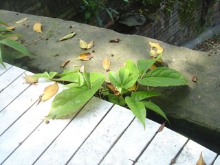 DSC06728.JPG