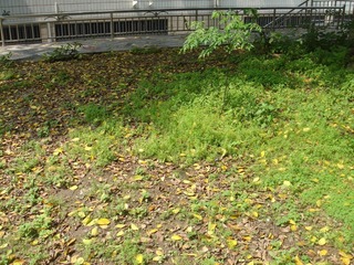 DSC06810.JPG