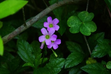 C59A3F51-530B-43E1-B458-C38A45BF019A/L0/001