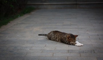 懒猫一枚