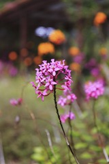 IMG_0484-编辑.jpg