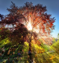CF003293_stitch