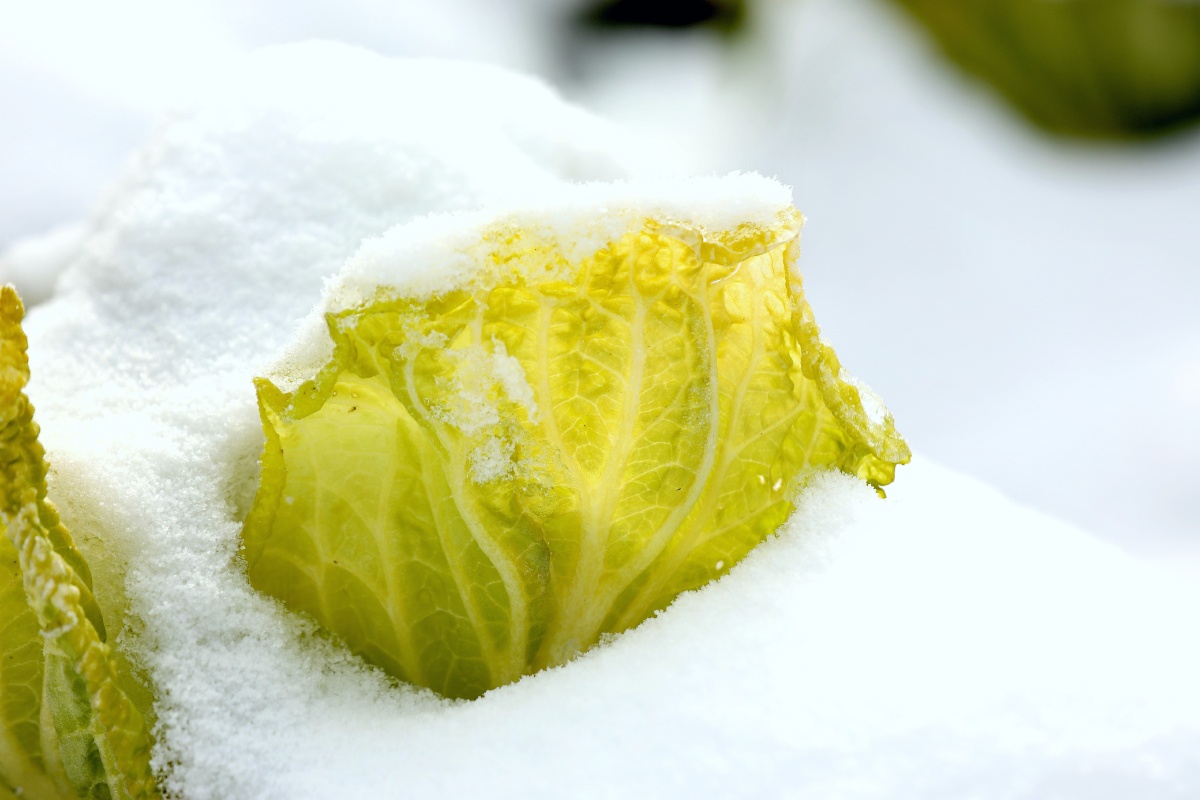 雪白菜拍摄于20220220长阳青岗坪