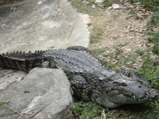 17064