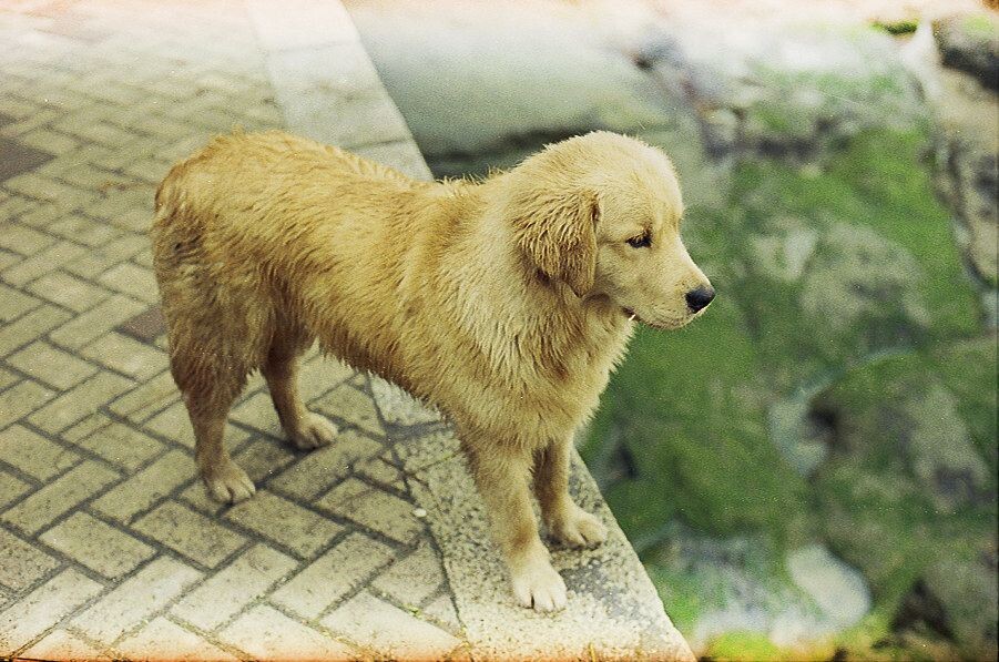 2012,厦门<br />
Nikon FM3A,Ais 50mm F1.4,Tudor 200