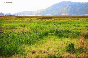 湿地1（缩）.jpg