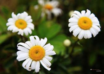 花1（缩）.jpg