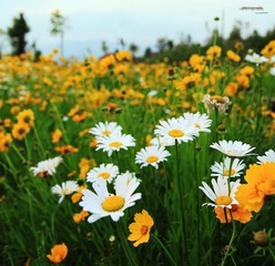 花2（缩）.jpg