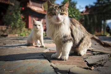两只小猫（1300）.jpg