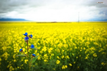 油菜花与蓝花.jpg