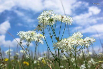 花3.jpg