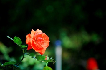 IMG_1063.JPG