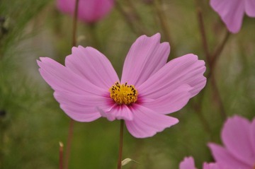 DSC_0025.JPG