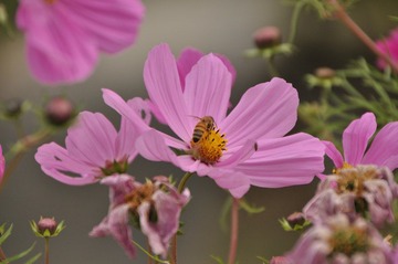 DSC_0026.JPG