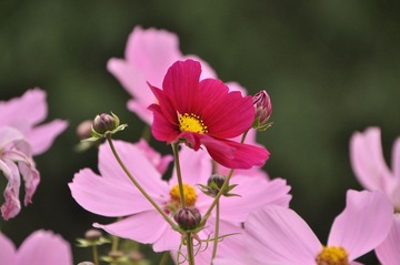 DSC_0032.JPG