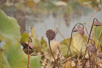 DSC_0112.JPG
